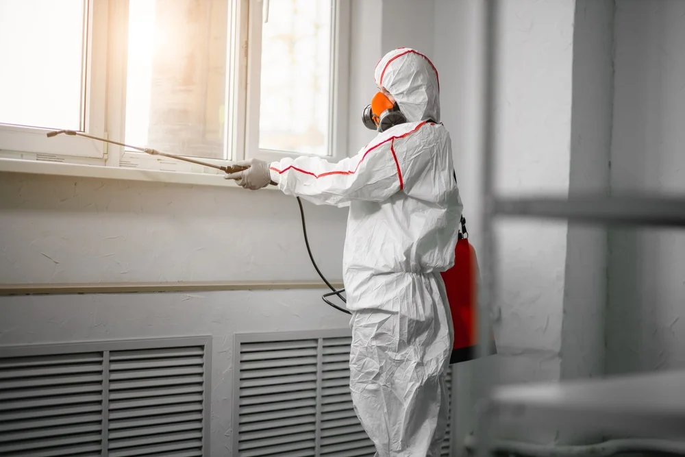 Professional mold remediation services in Pinellas Park, FL